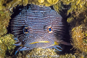 Splendid Toad fish, Cozumel Mexico by Alejandro Topete 
